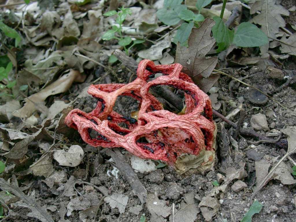 2031 Giugno vecchio ritrovamento